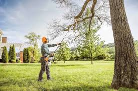 Best Tree and Shrub Care  in Thornton, IL