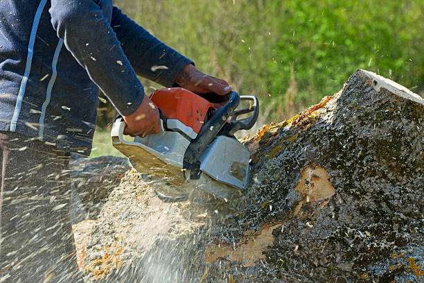 How Our Tree Care Process Works  in  Thornton, IL